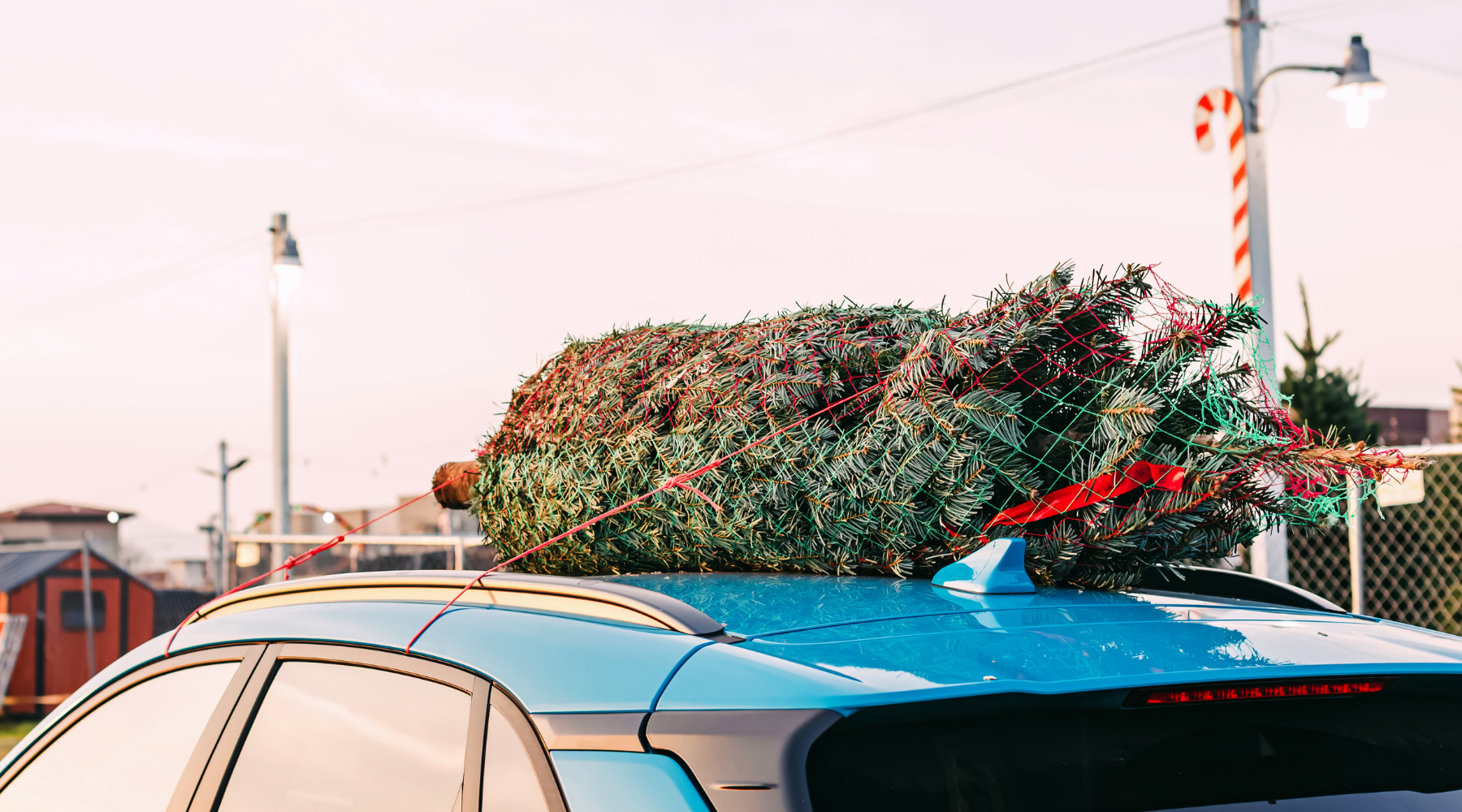 Christmas tree secured on car roof