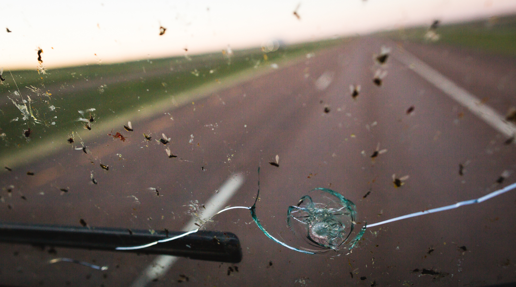 Clean Bugs from Cars – The Right Way to Protect Your Paint