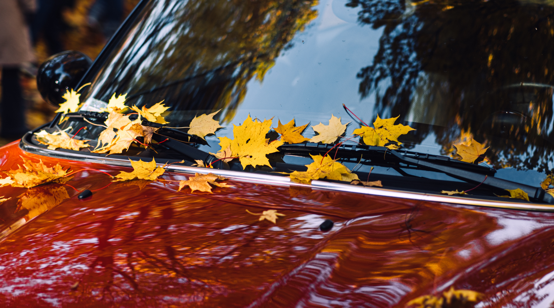 orange fall leaves resting on a car windshield and hood