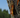 Sap running down a tree trunk