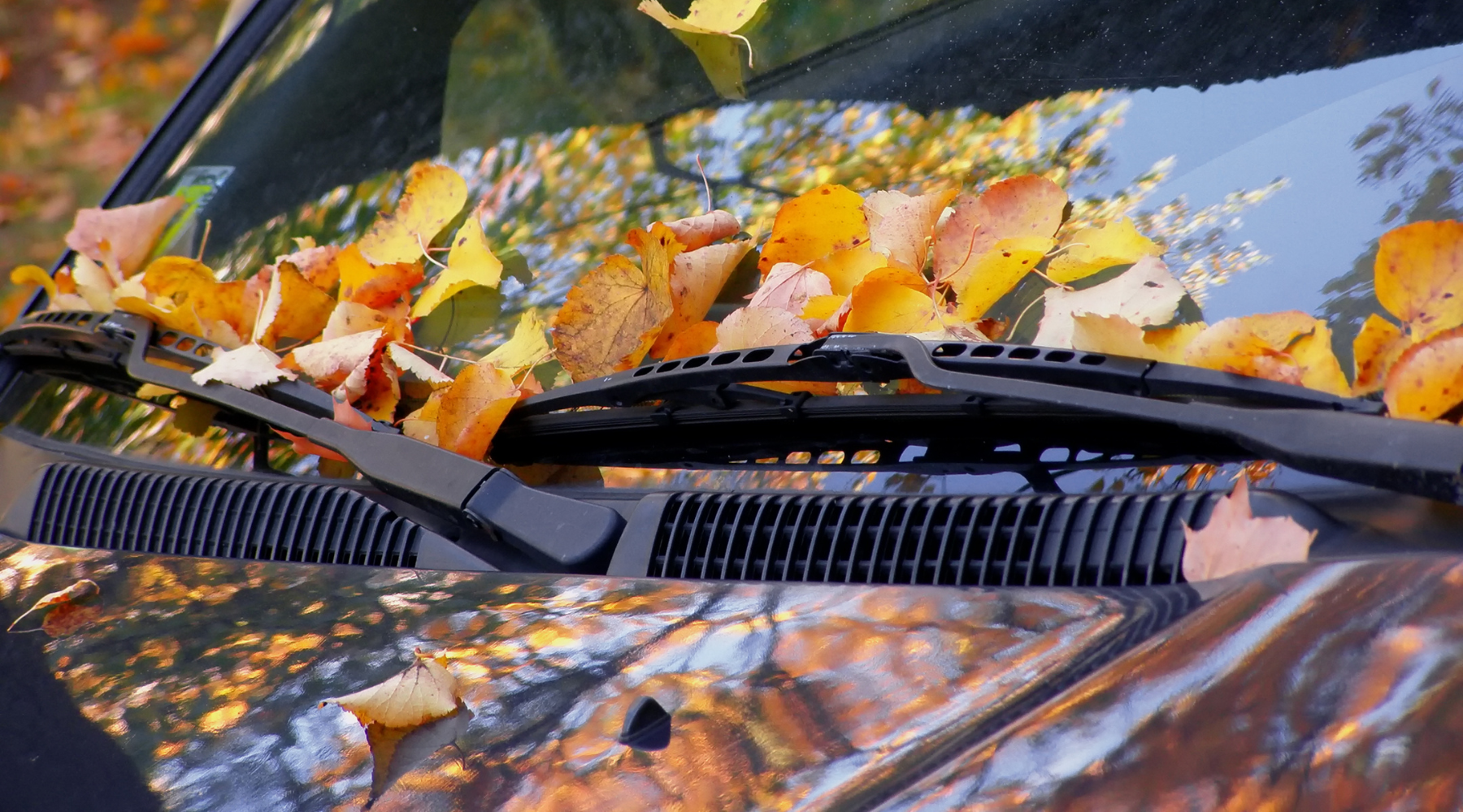 Autumn's Silent Car Killer: Why Leaves Are More Dangerous Than You Thi ...