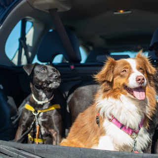 How to Get Dog Hair Out of Your Car: A Guide for Pet Parents